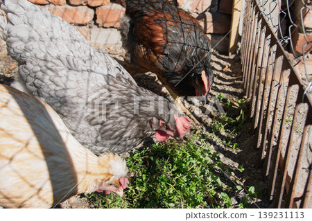 Group of Diverse Breed Hens Foraging in a Sunny Farmyard Group of Diverse Breed Hens Foraging in a Sunny Farmyard 139231113