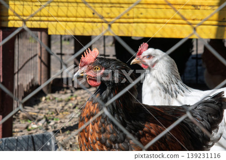 Black and Brown Hen Portrait in a Sunny Farm Coop Behind a Fence 139231116