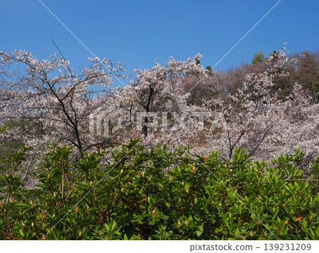 春天的岸邊櫻花盛開 春天的岸邊櫻花盛開 139231209