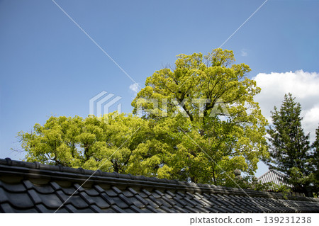 翠綠的樟樹在藍天的襯托下格外醒目。 翠綠的樟樹在藍天的襯托下格外醒目。 139231238