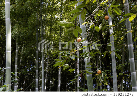 An autumn scene of a bamboo grove and ripening persimmons. An autumn scene of a bamboo grove and ripening persimmons. 139231272