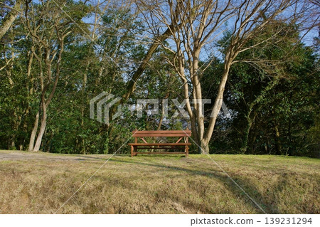 Wooden bench in a forest nature park Wooden bench in a forest nature park 139231294