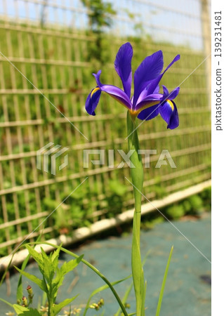 藍色的花，鳶尾花 139231481