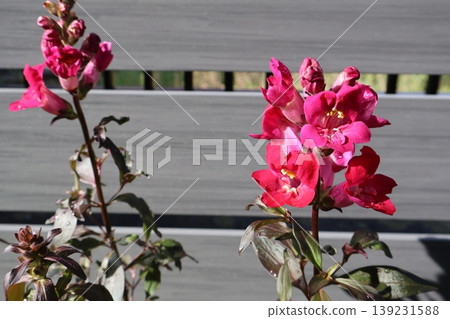 金魚草銅龍紅花 139231588