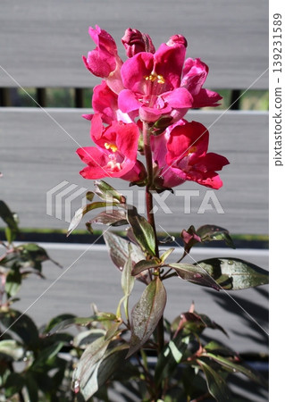 金魚草銅龍紅花 139231589