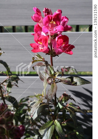 金魚草銅龍紅花 139231590
