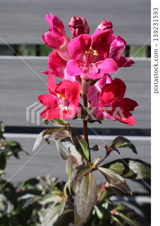 金魚草銅龍紅花 139231593