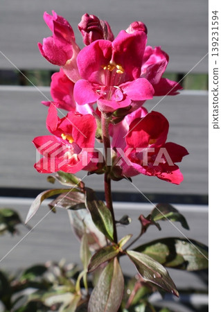 金魚草銅龍紅花 139231594