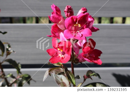 金魚草銅龍紅花 139231595