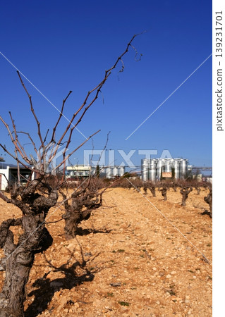 Rows of grapevines in vineyard in Spain 139231701