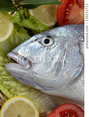 Denton, Mediterranean sparus fish, gilthead, snapper Denton, Mediterranean sparus fish, gilthead, snapper 139231713