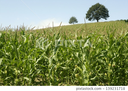 Corn green fields landscape outdoors Corn green fields landscape outdoors 139231718