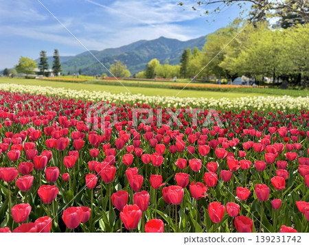 A tulip field like heaven A tulip field like heaven 139231742
