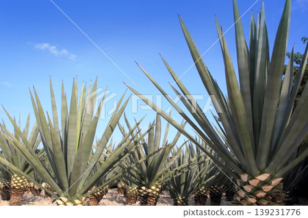 Agave tequilana plant for Mexican tequila liquor Agave tequilana plant for Mexican tequila liquor 139231776