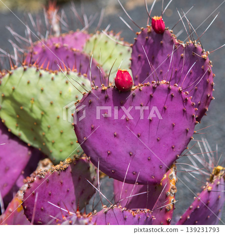 Lanzarote Guatiza cactus garden Opuntia Macrocentra Lanzarote Guatiza cactus garden Opuntia Macrocentra 139231793