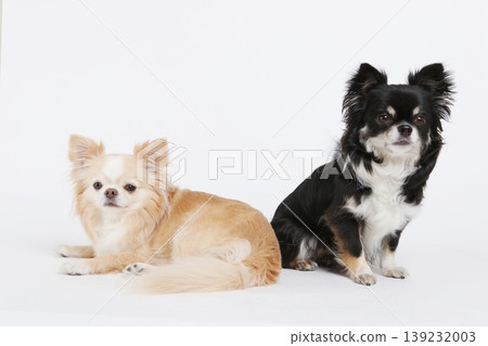 Two Chihuahuas, one lying down and the other sitting, in a pair photo against a white background. Two Chihuahuas, one lying down and the other sitting, in a pair photo against a white background. 139232003
