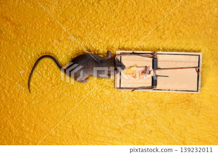 dead Mouse in cheese trap over yellow 139232011