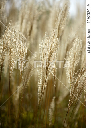 Mediterranean wild golden spikes Mediterranean wild golden spikes 139232049