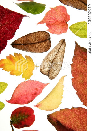 Autumn, fall leaves decorative still at studio white background Autumn, fall leaves decorative still at studio white background 139232050