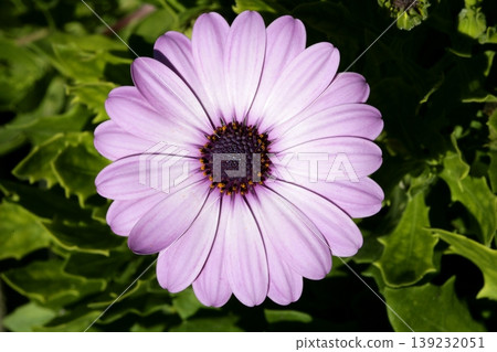 Purple pink daisy flower, green leaves, outdoors Purple pink daisy flower, green leaves, outdoors 139232051