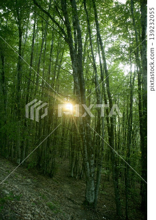 Beech green magic forest woods Beech green magic forest woods 139232055