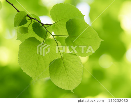 The leaves of the summer linden tree shine brightly in the fresh green foliage. The leaves of the summer linden tree shine brightly in the fresh green foliage. 139232080