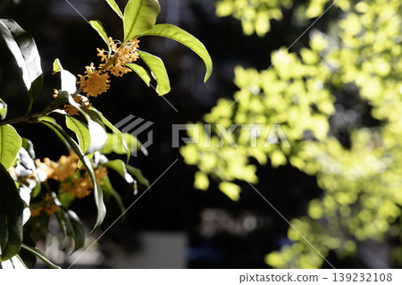 Autumn, a scene of osmanthus flowers and leaves illuminated by the backlight. Autumn, a scene of osmanthus flowers and leaves illuminated by the backlight. 139232108