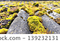 Bright green Bryum moss growing on weathered roof tiles in sunlight, macro perspective with shallow depth of field, highlighting texture, resilience, and natural urban growth.  139232131