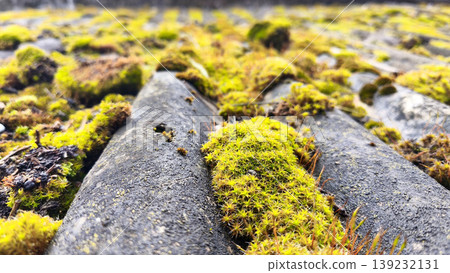 Bright green Bryum moss growing on weathered roof tiles in sunlight, macro perspective with shallow depth of field, highlighting texture, resilience, and natural urban growth.  139232131