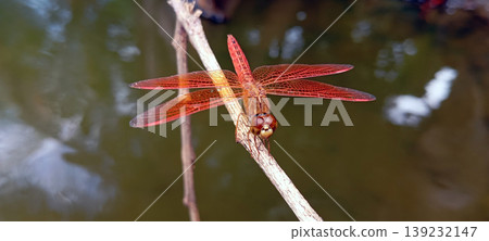 Red Dragonfly Perched on a Branch with Water in the Background Red Dragonfly Perched on a Branch with Water in the Background 139232147
