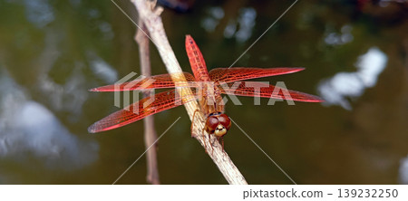 Red Dragonfly Perched on a Branch with Water in the Background Red Dragonfly Perched on a Branch with Water in the Background 139232250