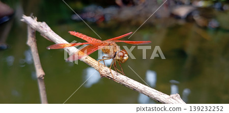 Red Dragonfly Perched on a Branch with Water in the Background Red Dragonfly Perched on a Branch with Water in the Background 139232252