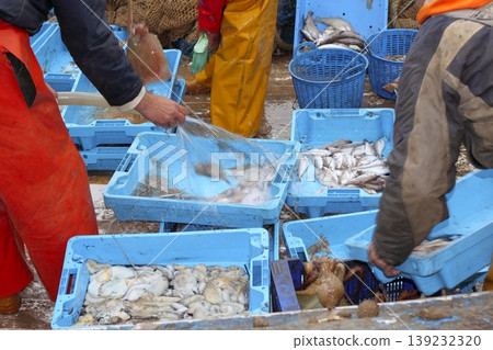 fishermen hands working fish catch on boat deck fishermen hands working fish catch on boat deck 139232320