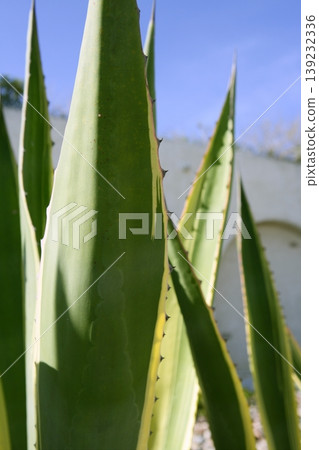 Agave plant detail in Mediterranean area Agave plant detail in Mediterranean area 139232336