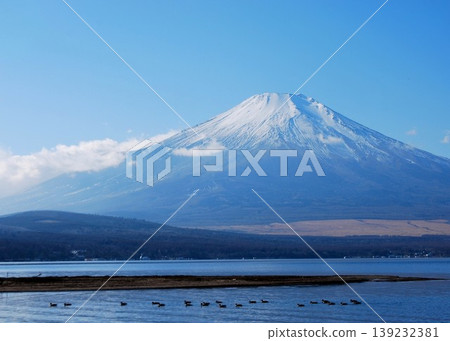 山中湖的候鳥和富士山 山中湖的候鳥和富士山 139232381