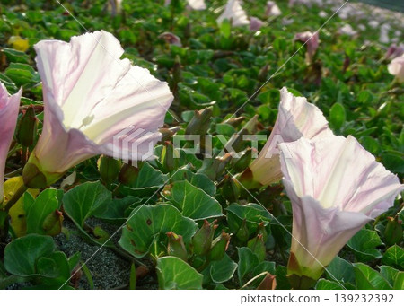 高知縣安須海岸的牽牛花。 高知縣安須海岸的牽牛花。 139232392