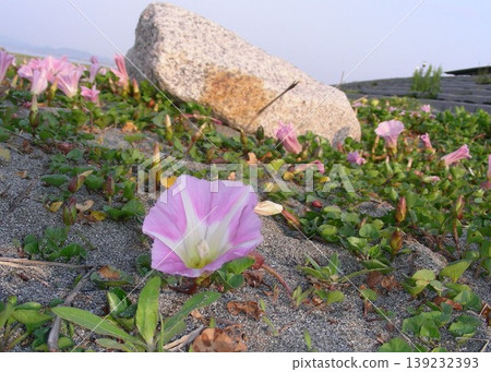 高知縣安須海岸的牽牛花。 高知縣安須海岸的牽牛花。 139232393