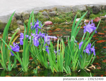 水邊盛開的鳶尾花 水邊盛開的鳶尾花 139232400