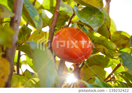 persimmon khaki fruit in the tree with leafs persimmon khaki fruit in the tree with leafs 139232422