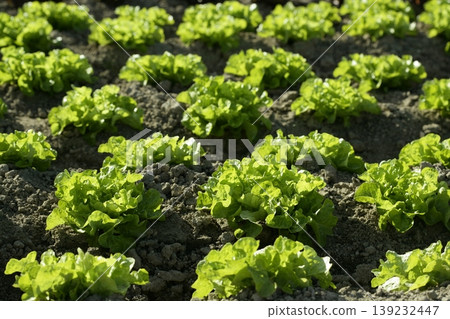 Green lettuce country in Spain Green lettuce country in Spain 139232447