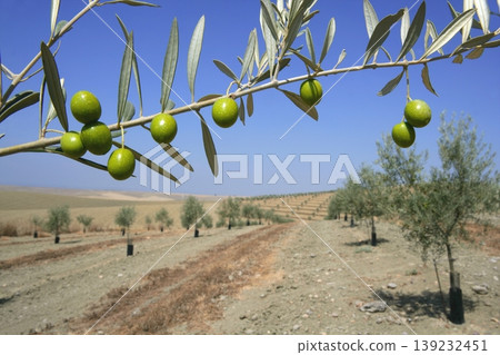 Beautiful green olive field macro over blue sky Beautiful green olive field macro over blue sky 139232451