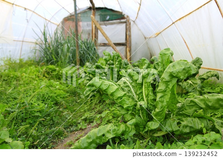 greenhouse little familiar backyard chard 139232452