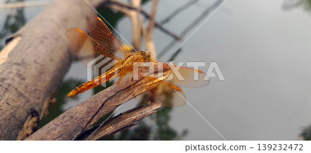 Orange Dragonfly Perched on a Twig Orange Dragonfly Perched on a Twig 139232472