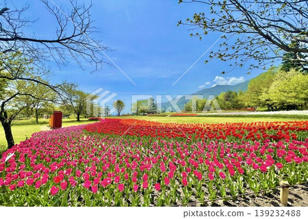 五顏六色的鬱金香領域有藍天背景 139232488
