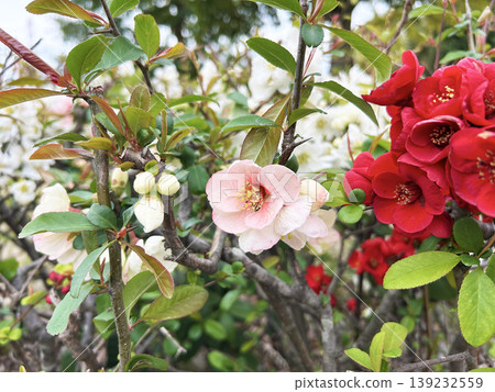 Pink Bokeh Flower Pink Bokeh Flower 139232559