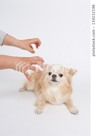 The Chihuahua looks surprised as its hand almost touches it. The Chihuahua looks surprised as its hand almost touches it. 139232596