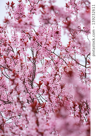 Close Up of Pink Plum Tree Flowers Close Up of Pink Plum Tree Flowers 139232611