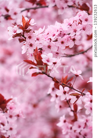 Close Up of Pink Plum Tree Flowers Close Up of Pink Plum Tree Flowers 139232613
