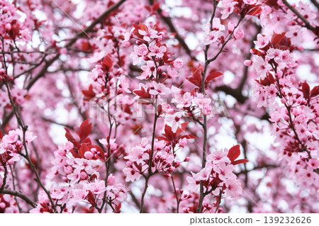 Close Up of Pink Plum Tree Flowers Close Up of Pink Plum Tree Flowers 139232626