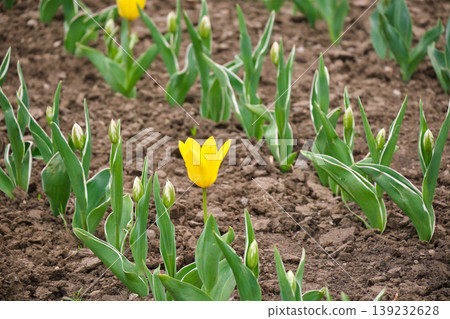 Yellow Tulips Growing in Garden Soil 139232628